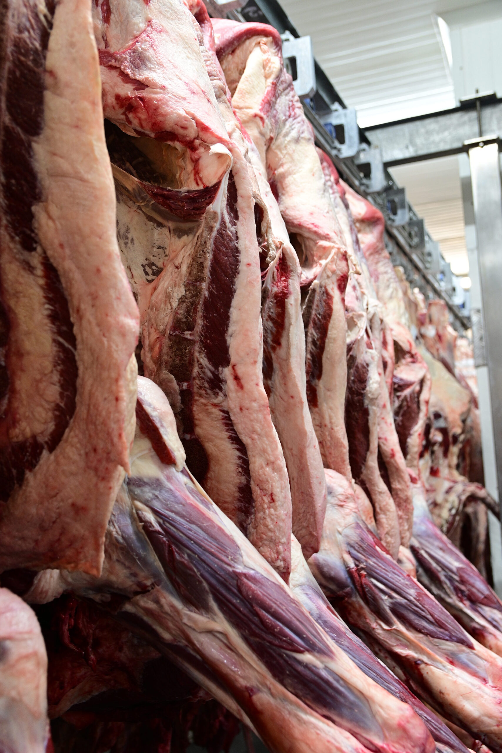 carne para hamburguesas al por mayor en Medellín